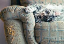 Poltronesofà, segnalazione all’Antitrust contro il claim “5 anni di riparazioni gratis” poltronesofà
