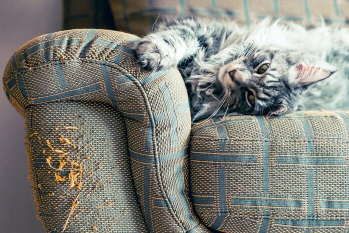 Cat left its mark on the sofa with its claws. poltronesofà