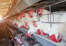 Vaccino aviaria: perché carne e uova si possono mangiare ma solo in Italia