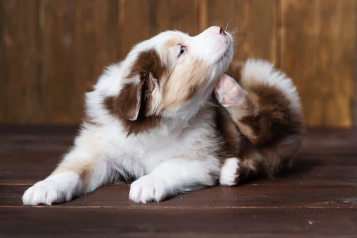 Fluffy puppy scratches itself with its paw lying on the floor at home ANTIPULCI