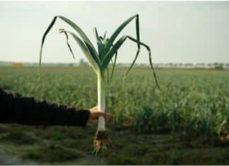 NaturaSì regala porri biodinamici contro lo spreco alimentare