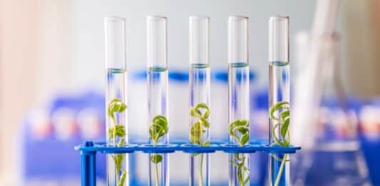 Nuovi Ogm, semaforo verde del Parlamento Ue: via dall’etichetta e ok alla coltivazione ogm