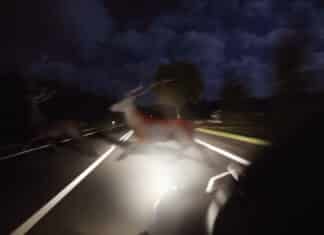 Incidente con animali selvatici: il conducente deve provare l’assenza di colpa