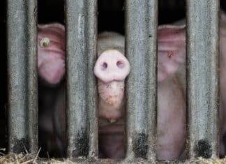 Topi tra il mangime, carcasse di cuccioli e scrofe sofferenti: la videoinchiesta choc nelle Dop italiane MAIALI ALLEVAMENTI INTENSIVI