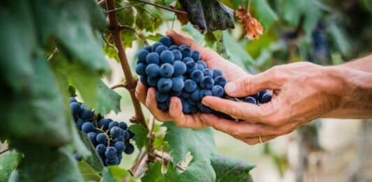 Fitormoni, l’Efsa chiude il dossier ma due anni fa ammetteva: “Il rischio non è valutabile” FITORMONI