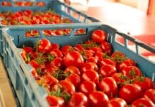 Aste al doppio ribasso sul pomodoro, l’inchiesta: “Così i grandi acquirenti europei aggirano il divieto” pomodoro
