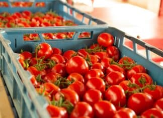 Aste al doppio ribasso sul pomodoro, l’inchiesta: “Così i grandi acquirenti europei aggirano il divieto” pomodoro
