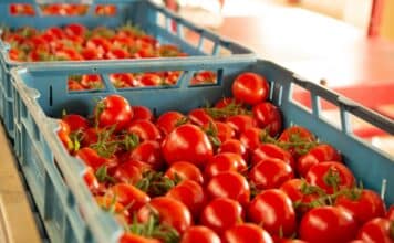 Aste al doppio ribasso sul pomodoro, l’inchiesta: “Così i grandi acquirenti europei aggirano il divieto” pomodoro