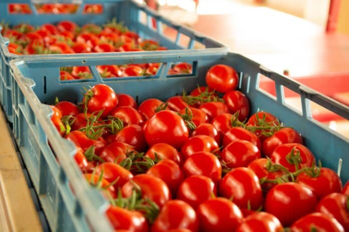 Sorting and packaging line of fresh ripe red tomatoes on vine in Dutch greenhouse, bio farming in Europe pomodoro