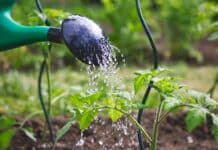 Pfas negli alimenti, la Rete zero Pfas alla Regione Veneto: “Rendete pubblici i dati dei monitoraggi” pfas