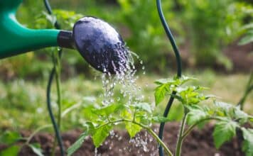 Pfas negli alimenti, la Rete zero Pfas alla Regione Veneto: “Rendete pubblici i dati dei monitoraggi” pfas
