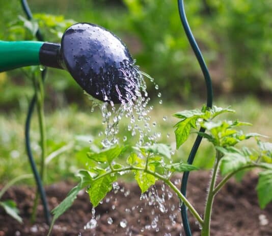 Pfas negli alimenti, la Rete zero Pfas alla Regione Veneto: “Rendete pubblici i dati dei monitoraggi” pfas