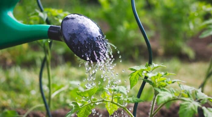 Pfas negli alimenti, la Rete zero Pfas alla Regione Veneto: “Rendete pubblici i dati dei monitoraggi” pfas