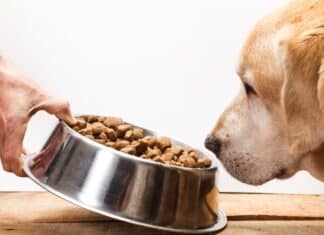 Pet food, in un controllo su cinque trovate irregolarità : i Nas sequestrano 60 tonnellate di alimenti CANI NAS PET FOOD