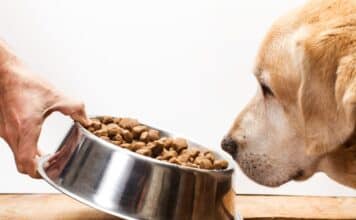 CANI NAS PET FOOD