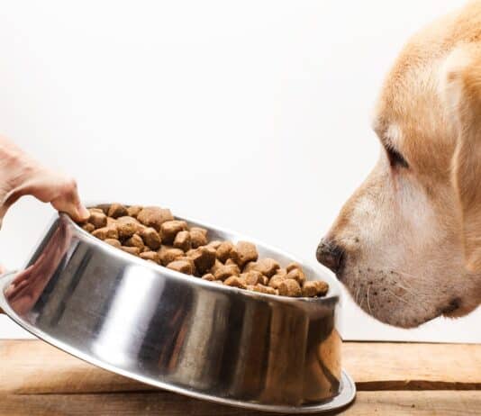 Pet food, in un controllo su cinque trovate irregolarità : i Nas sequestrano 60 tonnellate di alimenti CANI NAS PET FOOD