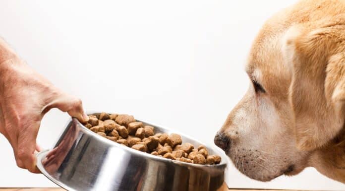 CANI NAS PET FOOD