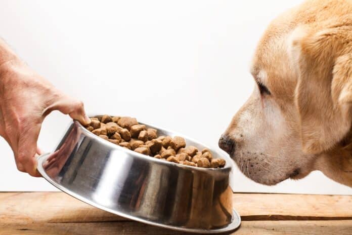 Alimento para perros. Copy space CANI NAS PET FOOD