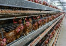 Uova in gabbia, rapporto EggTrack: bene la Gdo ma Eurospin, Pam e In’s restano indietro galline, uova