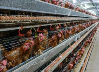 Uova in gabbia, rapporto EggTrack: bene la Gdo ma Eurospin, Pam e In’s restano indietro galline, uova