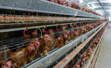 Uova in gabbia, rapporto EggTrack: bene la Gdo ma Eurospin, Pam e In’s restano indietro galline, uova