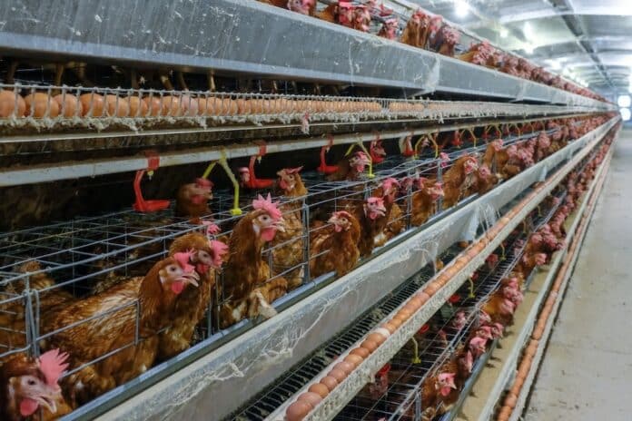 (noise and blur some chicken) Layer Chickens with Multilevel production line conveyor production line of chicken eggs of a poultry farm, Layer Farm housing, Agriculture technological equipment factory galline, uova