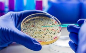 La Commissione Ue vuole liberalizzare anche i microrganismi geneticamente modificati microrganismi