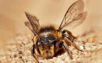 Il sacrificio dell’ape regina: per salvarsi dai pesticidi contamina le uova ape regina pesticidi