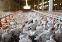 Allevamenti intensivi di pollo, favoriscono la diffusione del Campylobacter nell’uomo