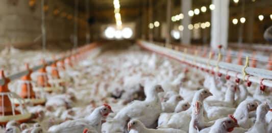 Allevamenti intensivi di pollo, favoriscono la diffusione del Campylobacter nell’uomo