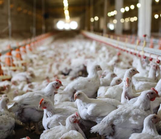 Allevamenti intensivi di pollo, favoriscono la diffusione del Campylobacter nell’uomo
