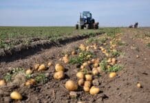 Il Belgio apre ai pesticidi “genetici”: cosa sono, come funzionano e perché fanno discutere PESTICIDI GENICI