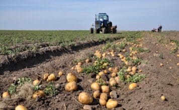 Il Belgio apre ai pesticidi “genetici”: cosa sono, come funzionano e perché fanno discutere PESTICIDI GENICI