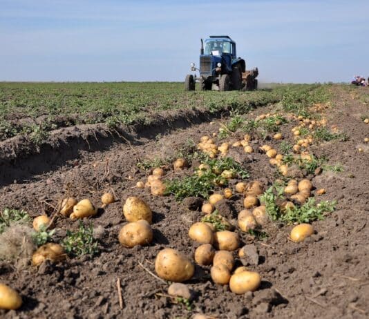 Il Belgio apre ai pesticidi “genetici”: cosa sono, come funzionano e perché fanno discutere PESTICIDI GENICI