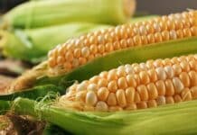 Lo studio Usa: la selezione genetica ha reso il mais meno resistente al cambiamento climatico mais