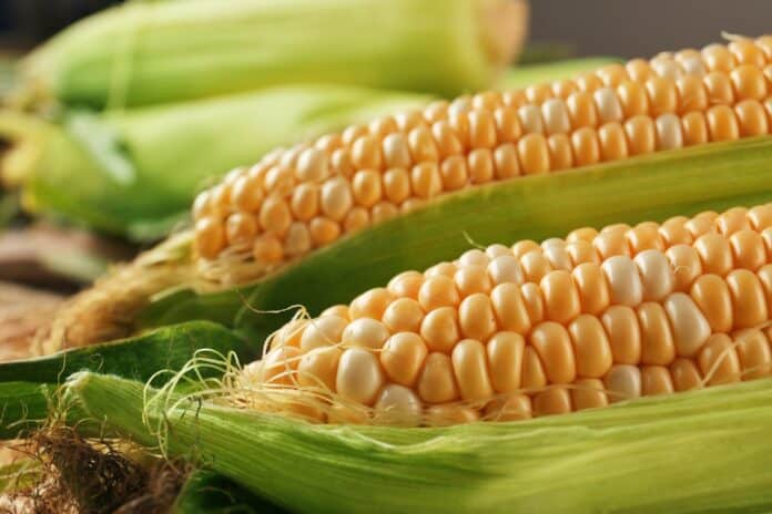 Fresh sweet corn, closeup mais