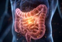 Cibo ultra-processato e additivi distruggono il microbiota: lo studio del Gemelli microbioma