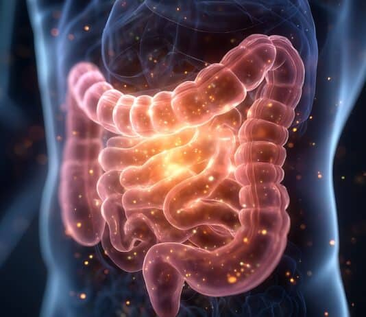 Cibo ultra-processato e additivi distruggono il microbiota: lo studio del Gemelli microbioma