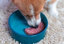 “Sembravano denti”. La scoperta nella carne macinata Barf. L’azienda “sono papille e non sono pericolose” BARF