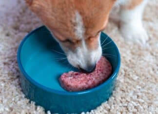 “Sembravano denti”. La scoperta nella carne macinata Barf. L’azienda “sono papille e non sono pericolose” BARF