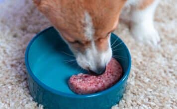 “Sembravano denti”. La scoperta nella carne macinata Barf. L’azienda “sono papille e non sono pericolose” BARF