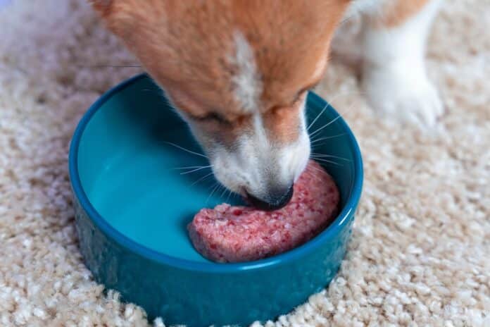Hungry Welsh corgi Pembroke or cardigan dog eats special diet meat paste or raw minced meat from a ceramic bowl, top view, close up. Advertising of special veterinary food for certain breeds. BARF