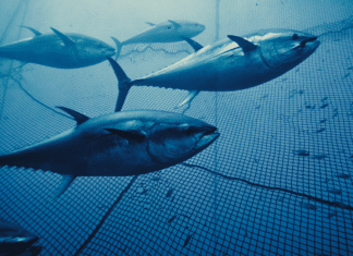 Tonno rosso in gabbia: il boom degli allevamenti mette a rischio pesca locale e specie selvatiche tonno, allevamenti