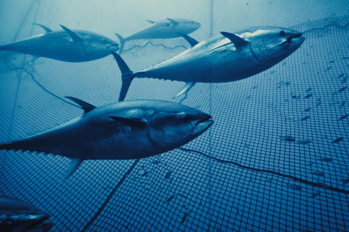 Tuna_1.151.1 tonno, allevamenti