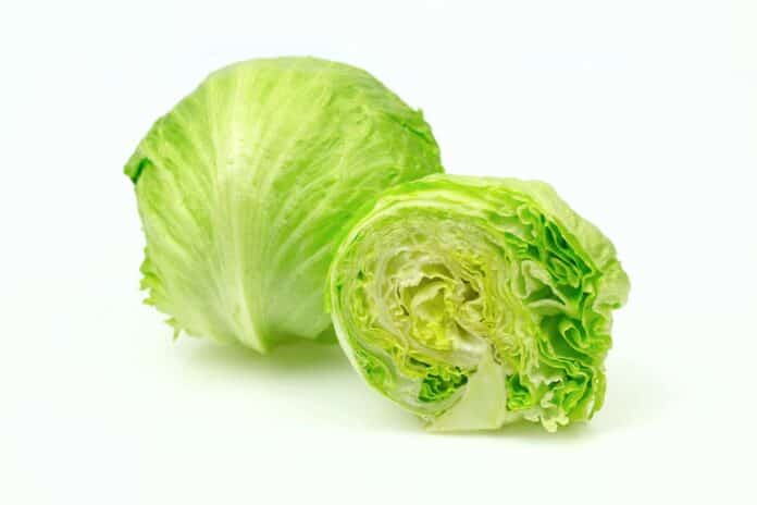 Iceberg lettuce and one cut half, on white background. CYCLOSPORA LATTUGA ICEBERG STATI UNITI