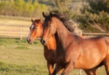 Carne di cavallo, scoperta frode internazionale (e torna in mente il caso delle lasagne Findus)