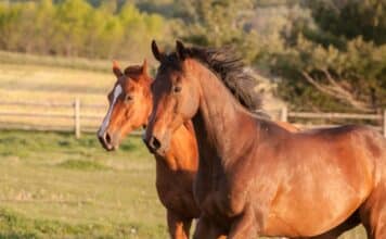 Carne di cavallo, scoperta frode internazionale (e torna in mente il caso delle lasagne Findus)