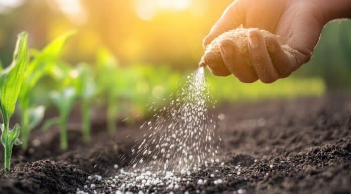Per i giudici il concime bio era un “pesticida mascherato”: multinazionale perde contro azienda abruzzese pesticida