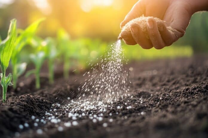 Farmer applying nitrogen phosphorus potassium fertilizer to rich dark soil in vibrant green arable field during golden hour sunlight with ample copyspace pesticida