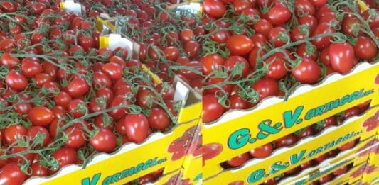 Pomodori ciliegino G&V Ortaggi richiamati per salmonella